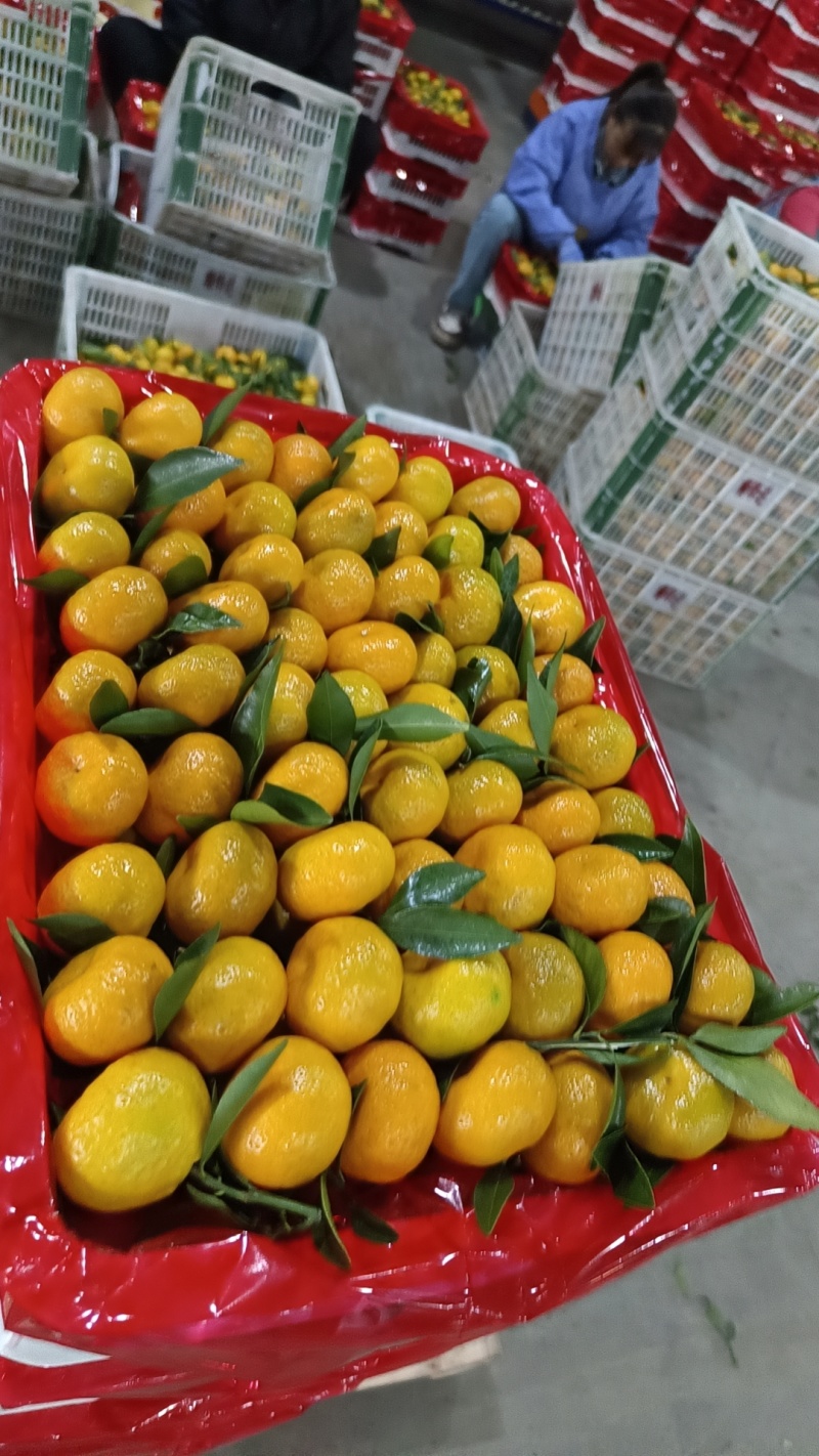 南风蜜桔贡桔万亩基地开园。大量接单出口果。大吨位出货