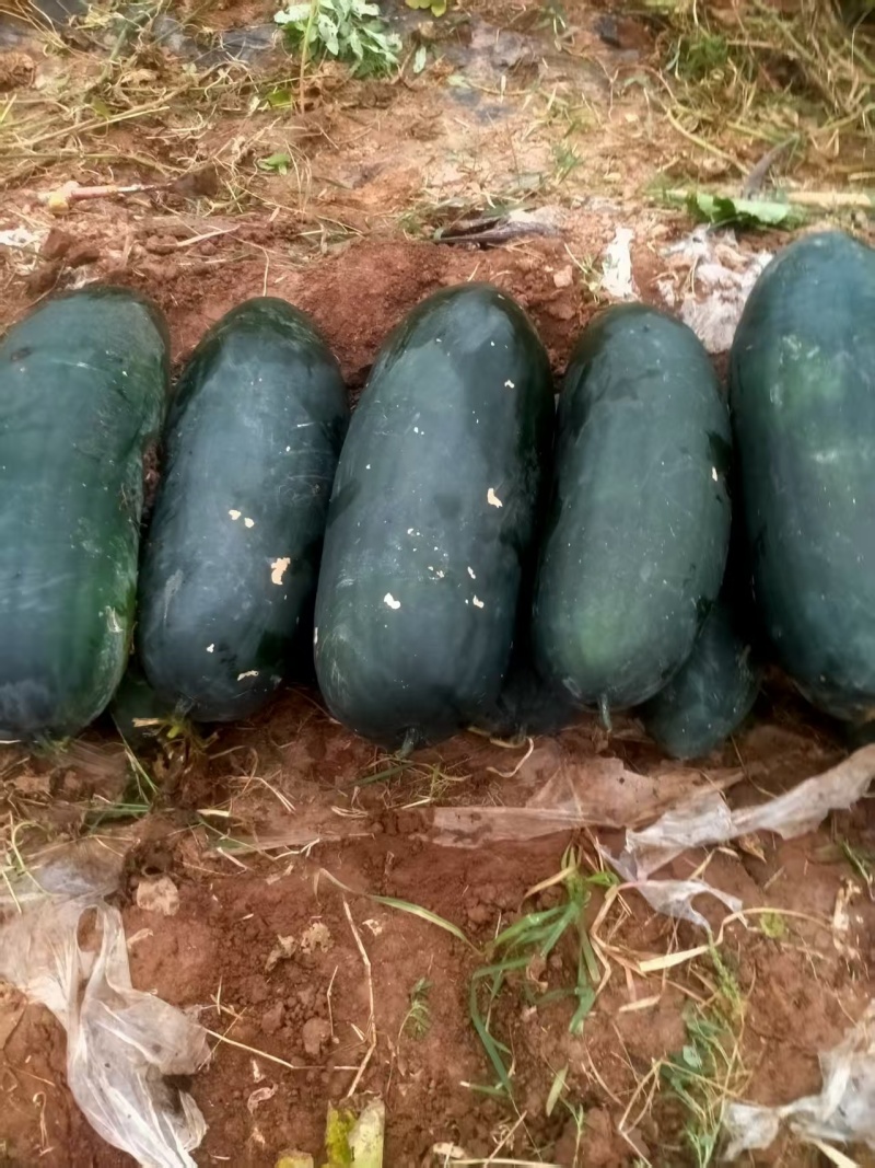 自己家大棚种植的黑皮吊冬瓜6月底上市需要联系
