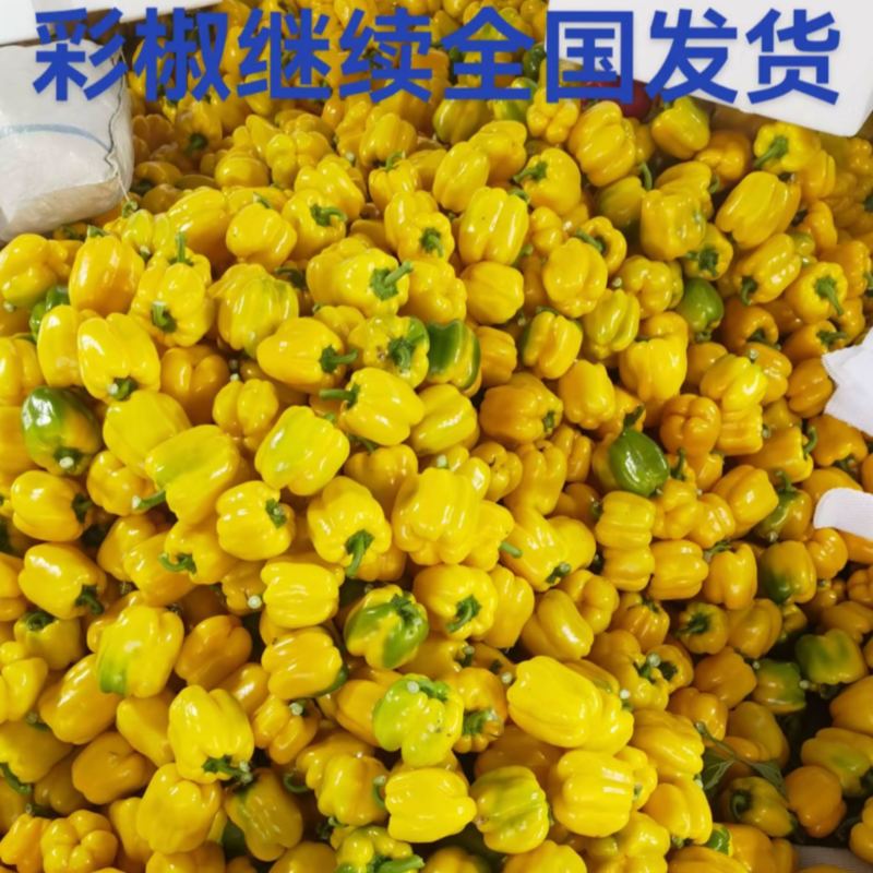 山西朔州精品彩椒甜椒可出口可外贸量大从优电商可接