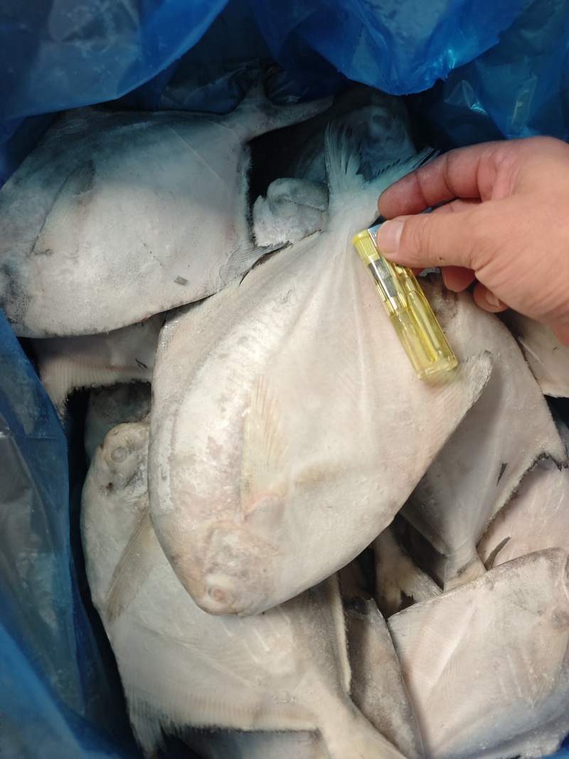 白鲳鲳鱼东海精品一手货源大量批发