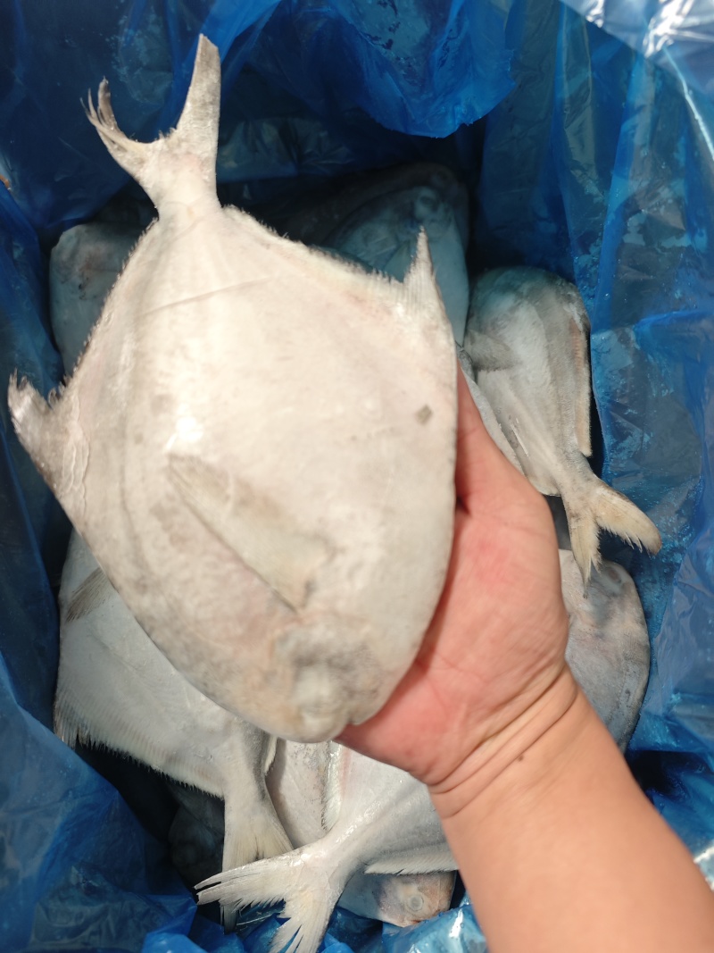 白鲳鲳鱼东海精品一手货源大量批发