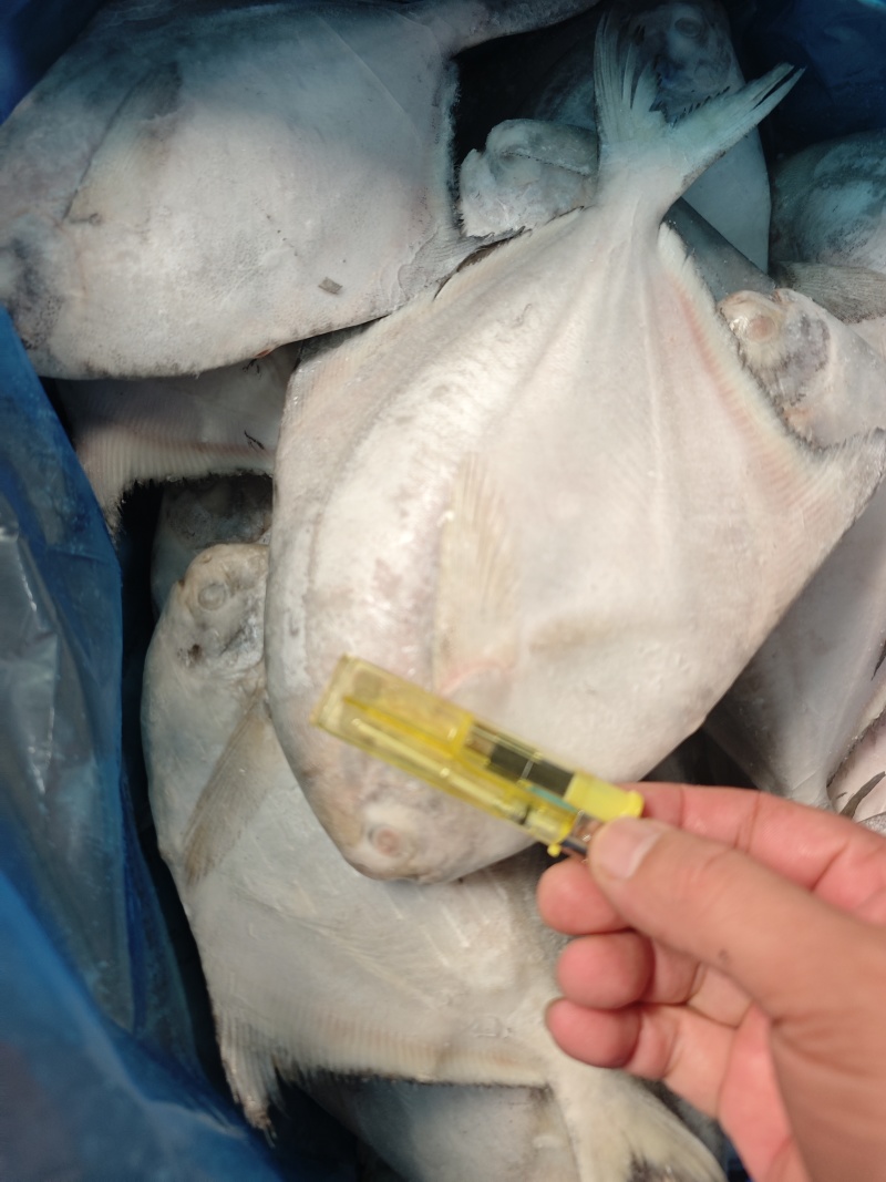 白鲳鲳鱼东海精品一手货源大量批发