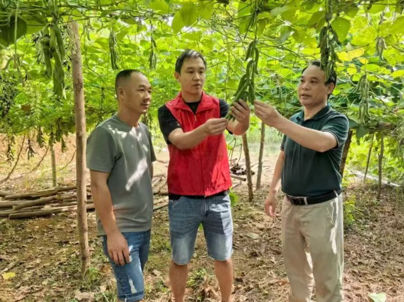 广西狗爪豆/猫豆产地直供品质保证，对接批发市场市场等