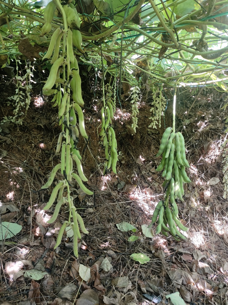 广西狗爪豆/猫豆产地直供品质保证，对接批发市场市场等