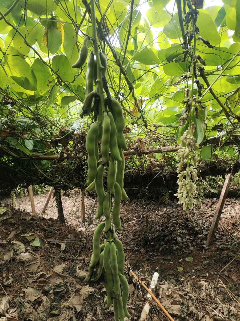 广西狗爪豆/猫豆产地直供品质保证，对接批发市场市场等