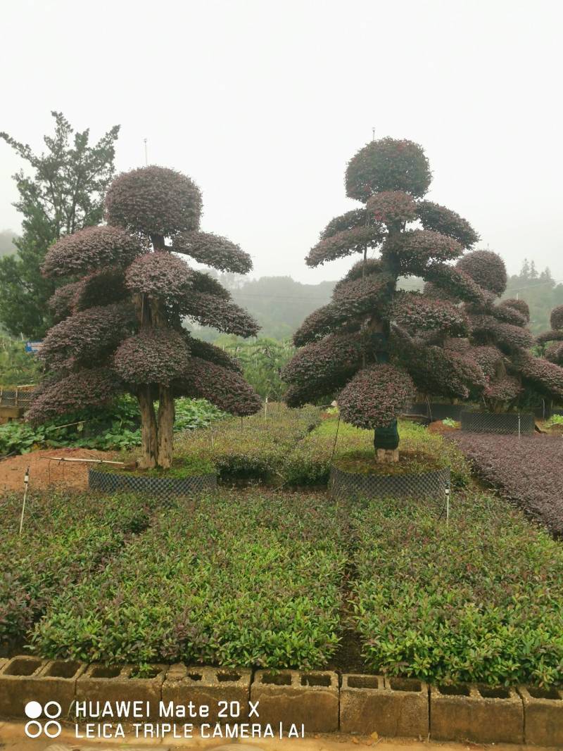 红继木桩