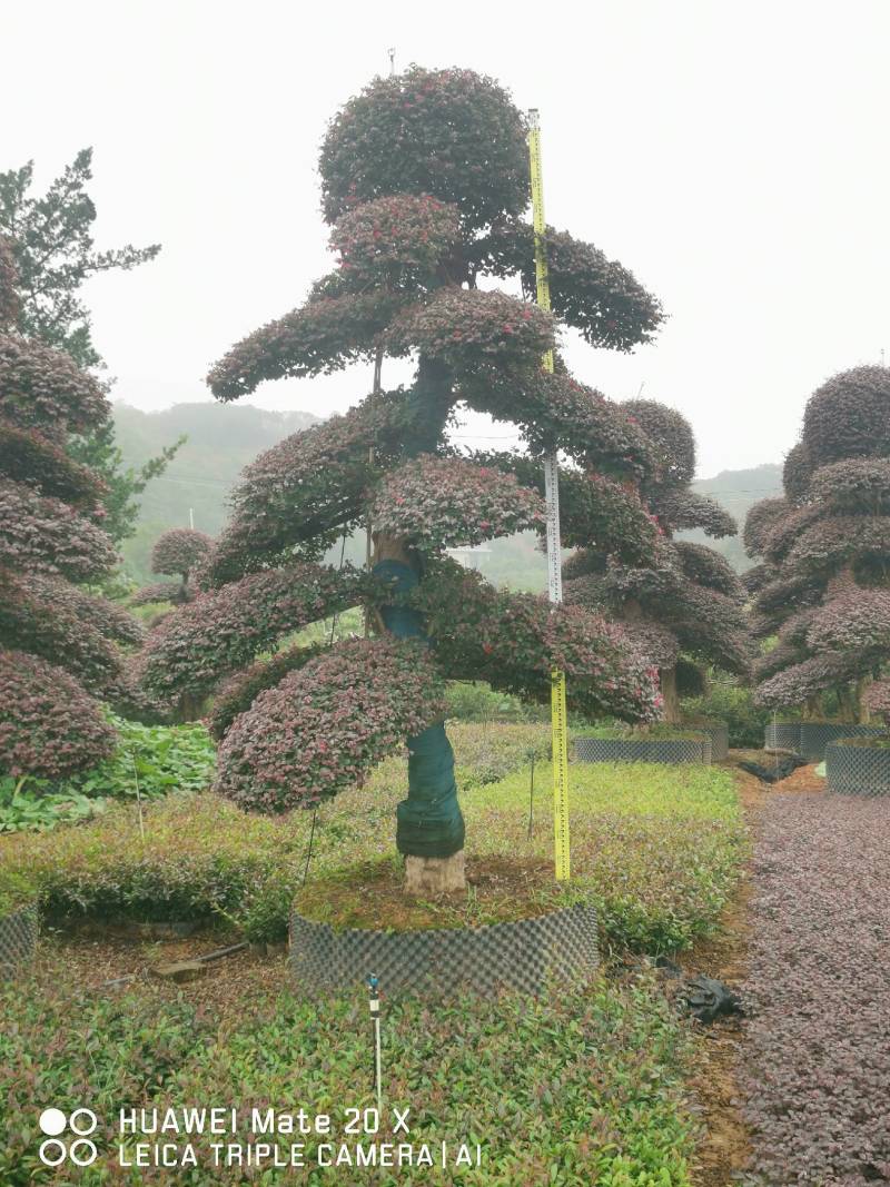 红继木桩