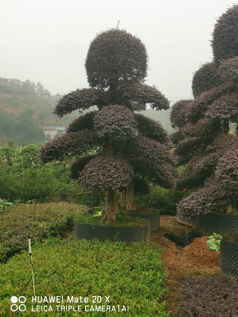 红继木桩