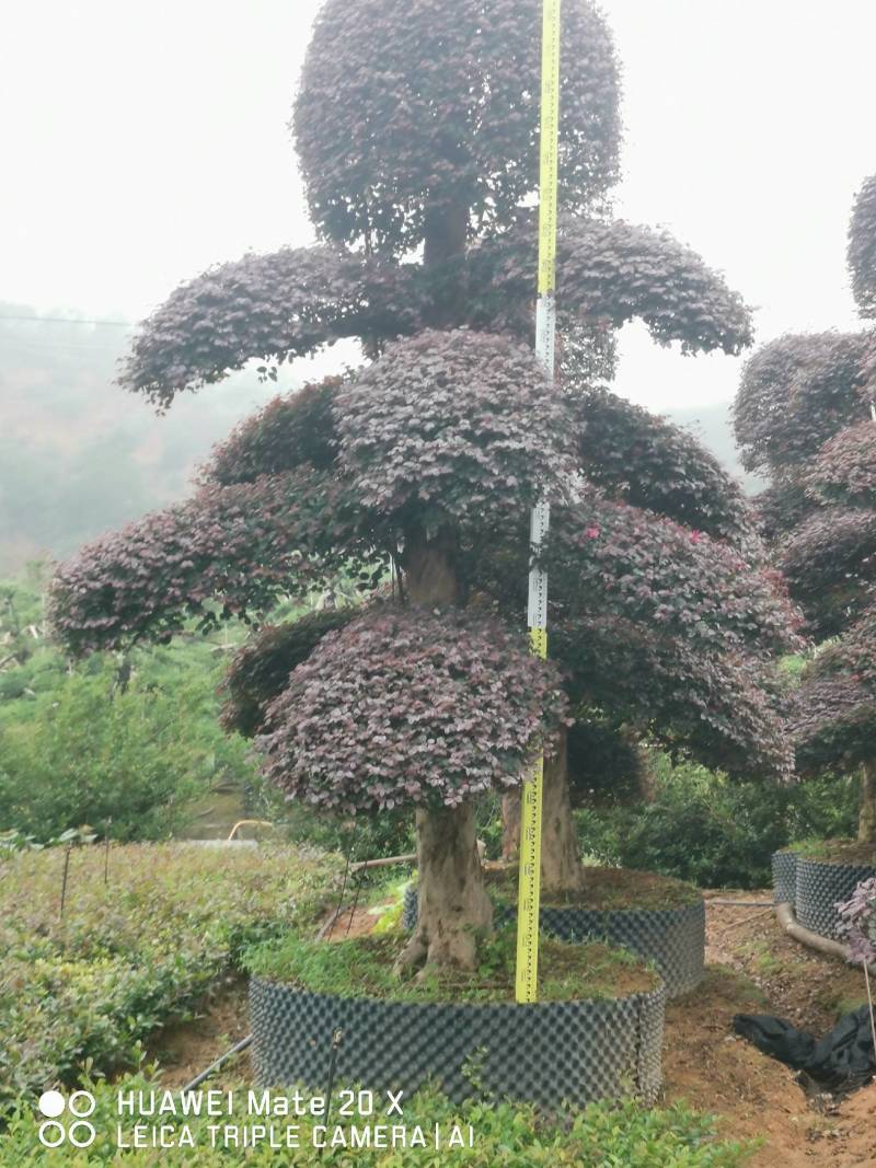 红继木桩