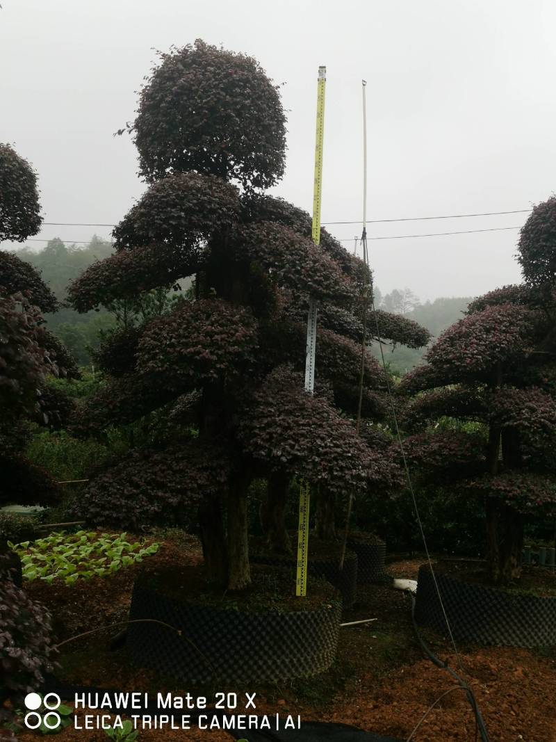 红继木桩