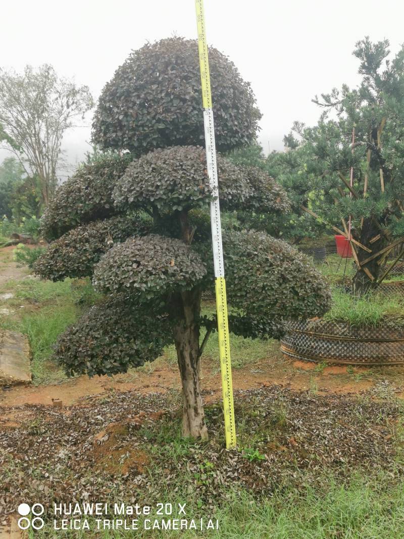 红继木桩