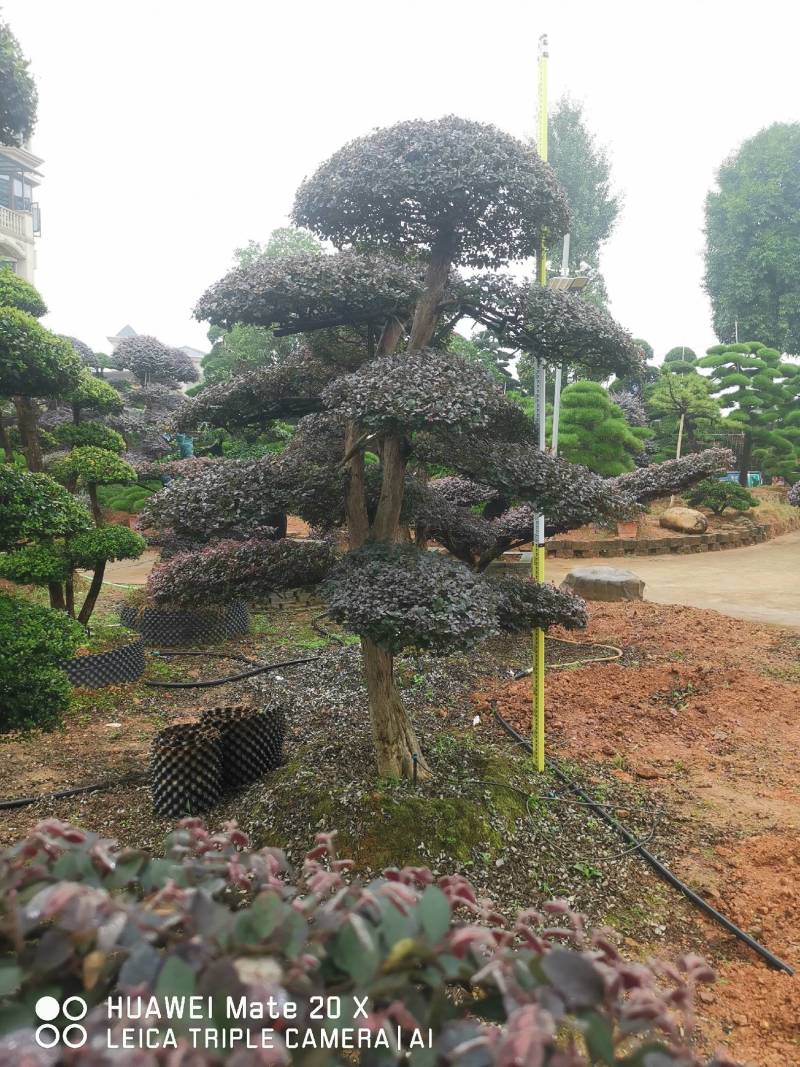 红继木桩