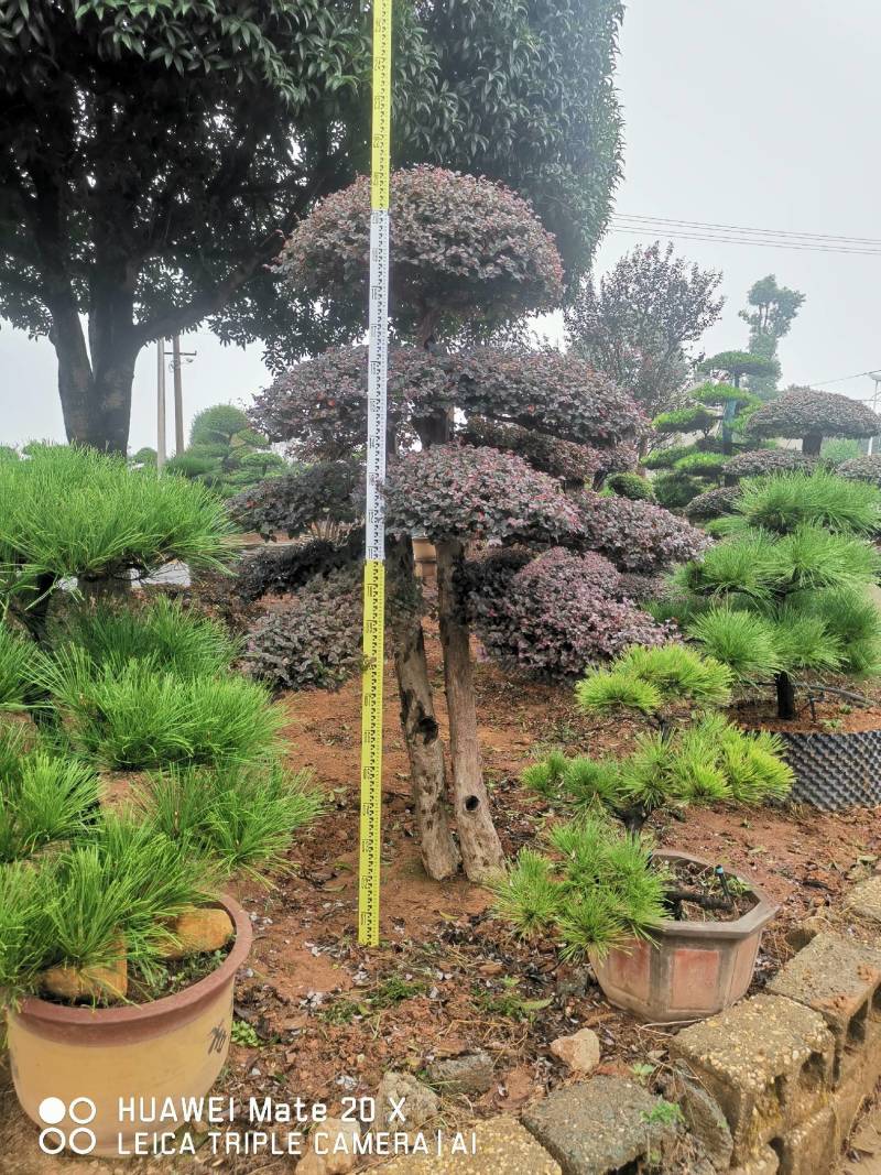 红继木桩