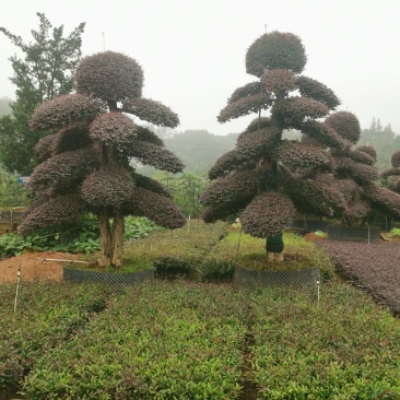 红继木桩