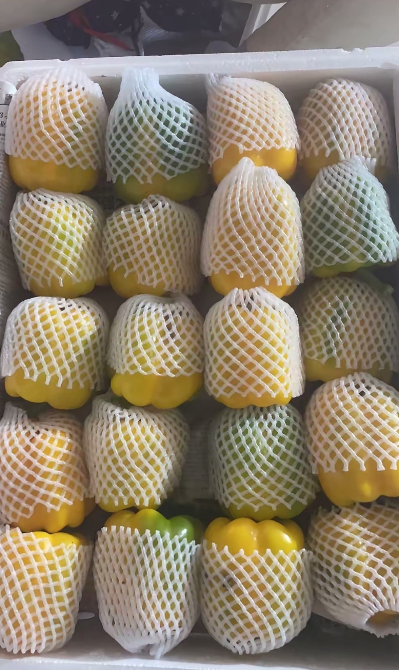 山西朔州精品彩椒甜椒可出口可外贸量大从优电商可接