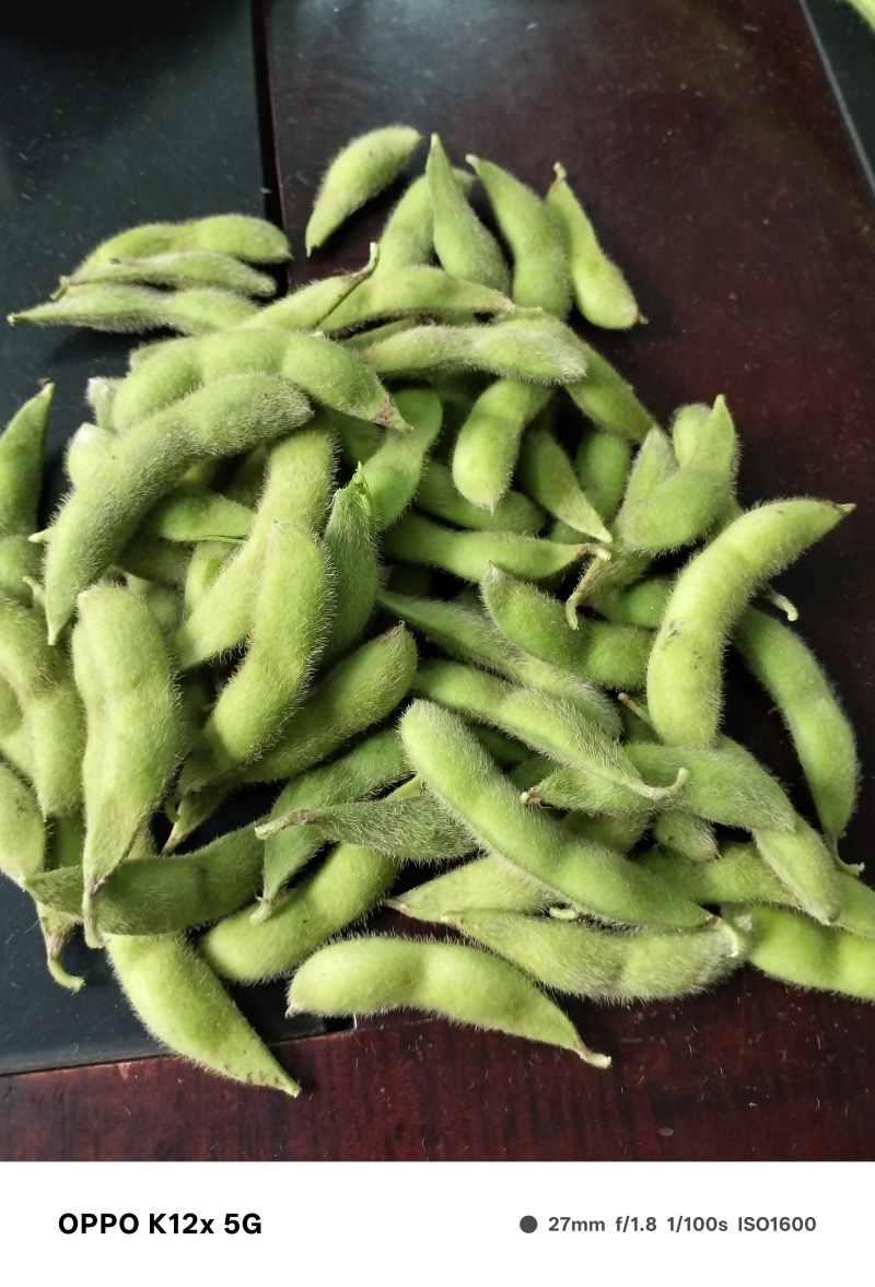 几月寒毛豆