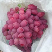 温克现摘无核无籽克伦生红提葡萄新鲜水果提子批发整箱红