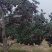 甘肃省天水市甘谷县高山花牛苹果