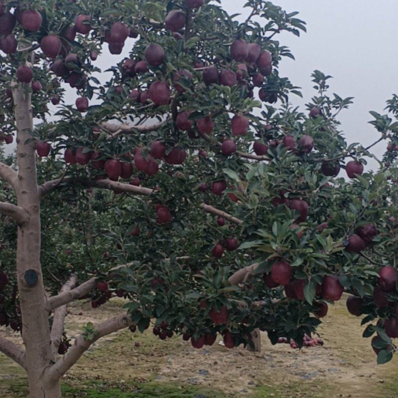 甘肃省天水市甘谷县高山花牛苹果
