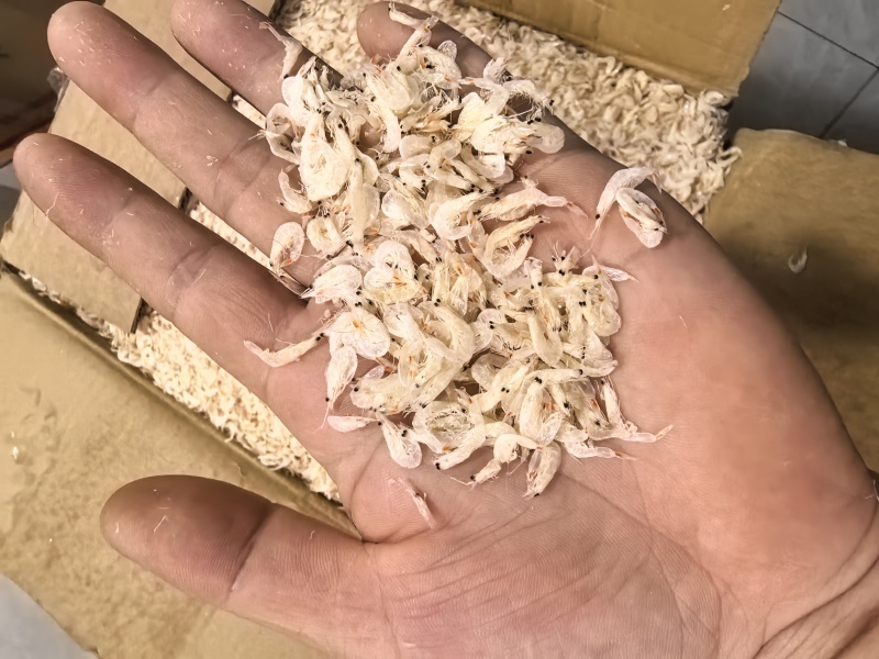浙江舟山虾皮产地直发一手货源餐饮源头供应商
