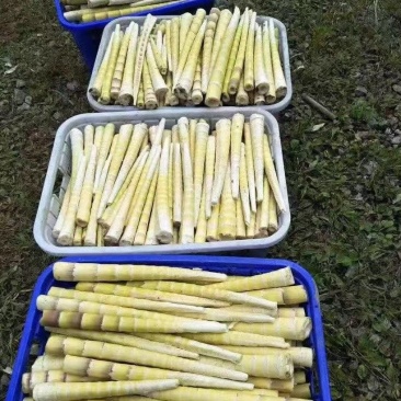 《畅销推荐》湖北方竹笋基地直发对接全国保质保量一条龙服