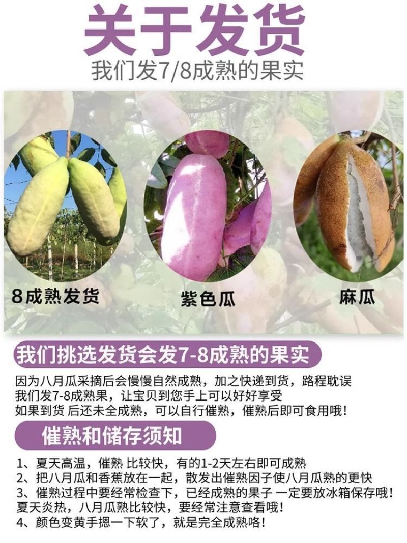 八月瓜鲜果现摘八月炸水果当季野香蕉野生木通果不常见罕见水