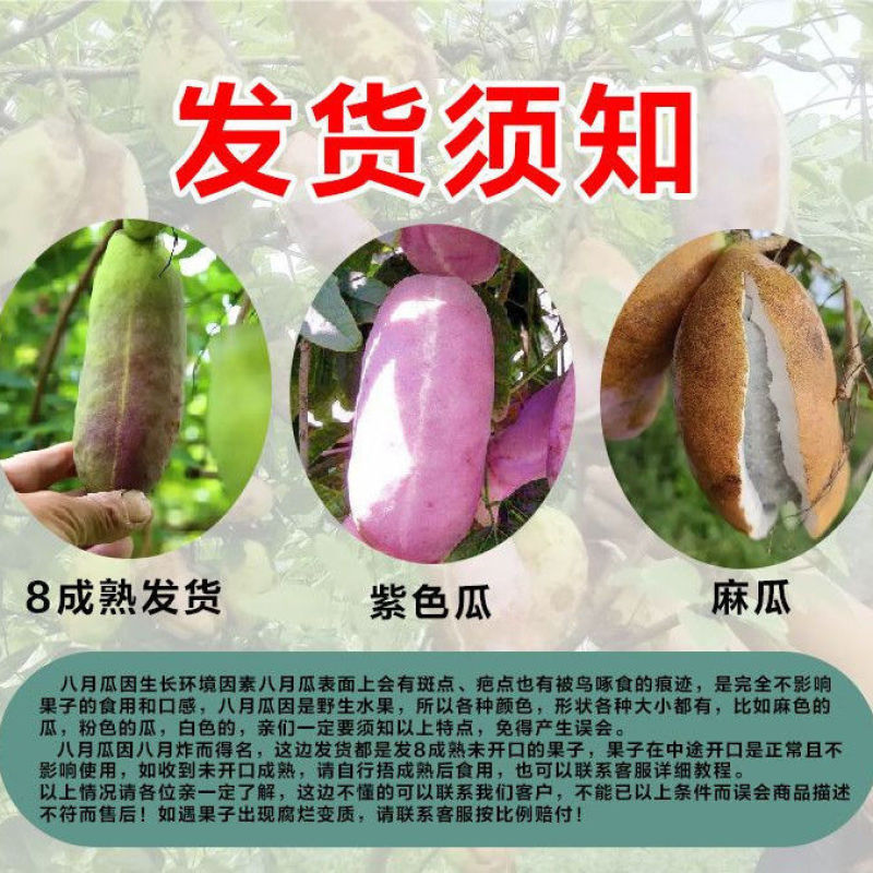 八月瓜鲜果现摘八月炸水果当季野香蕉野生木通果不常见罕见水