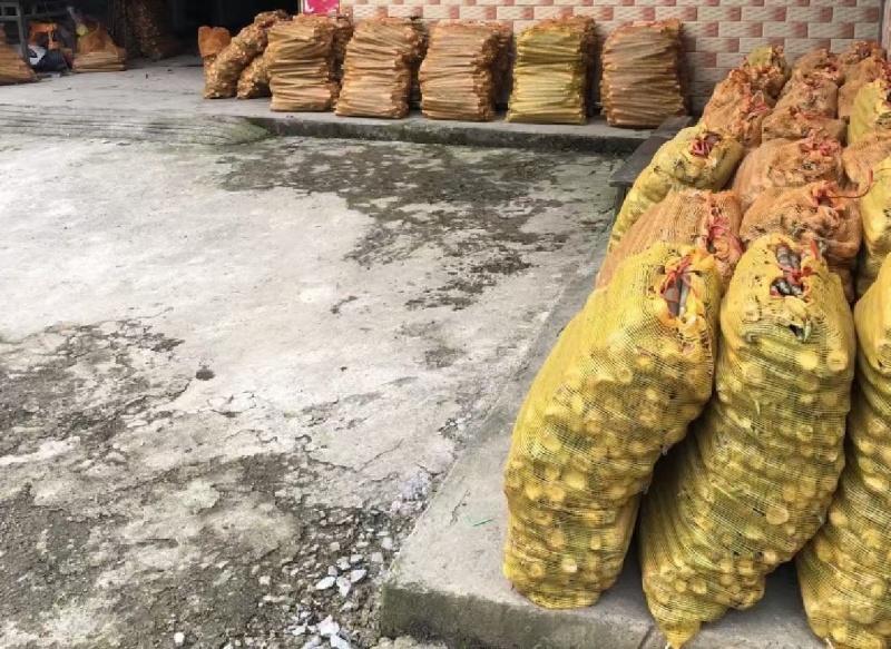 《畅销推荐》湖北方竹笋基地直发对接全国保质保量一条龙服