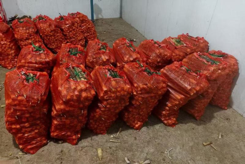 《畅销推荐》湖北方竹笋基地直发对接全国保质保量一条龙服