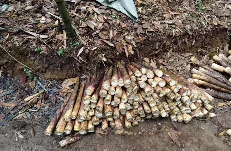 《畅销推荐》湖北方竹笋基地直发对接全国保质保量一条龙服