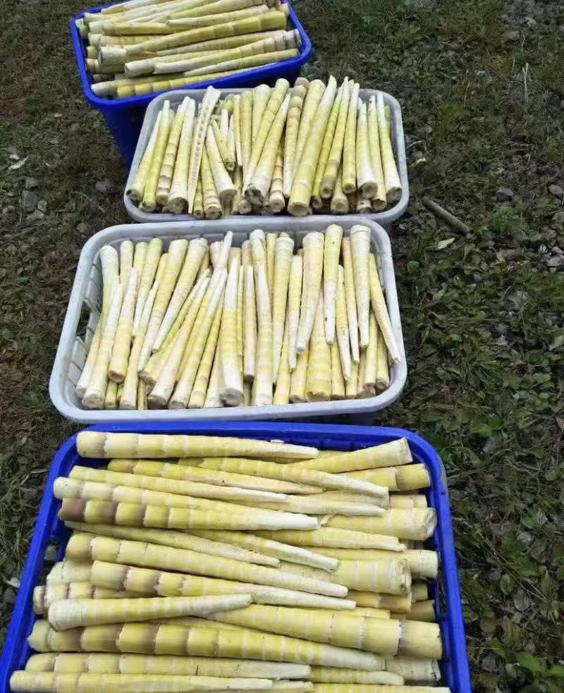 《畅销推荐》湖北方竹笋基地直发对接全国保质保量一条龙服