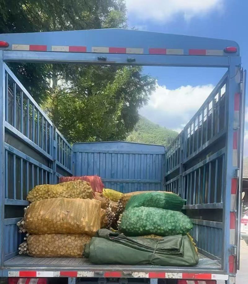 《畅销推荐》湖北方竹笋基地直发对接全国保质保量一条龙服