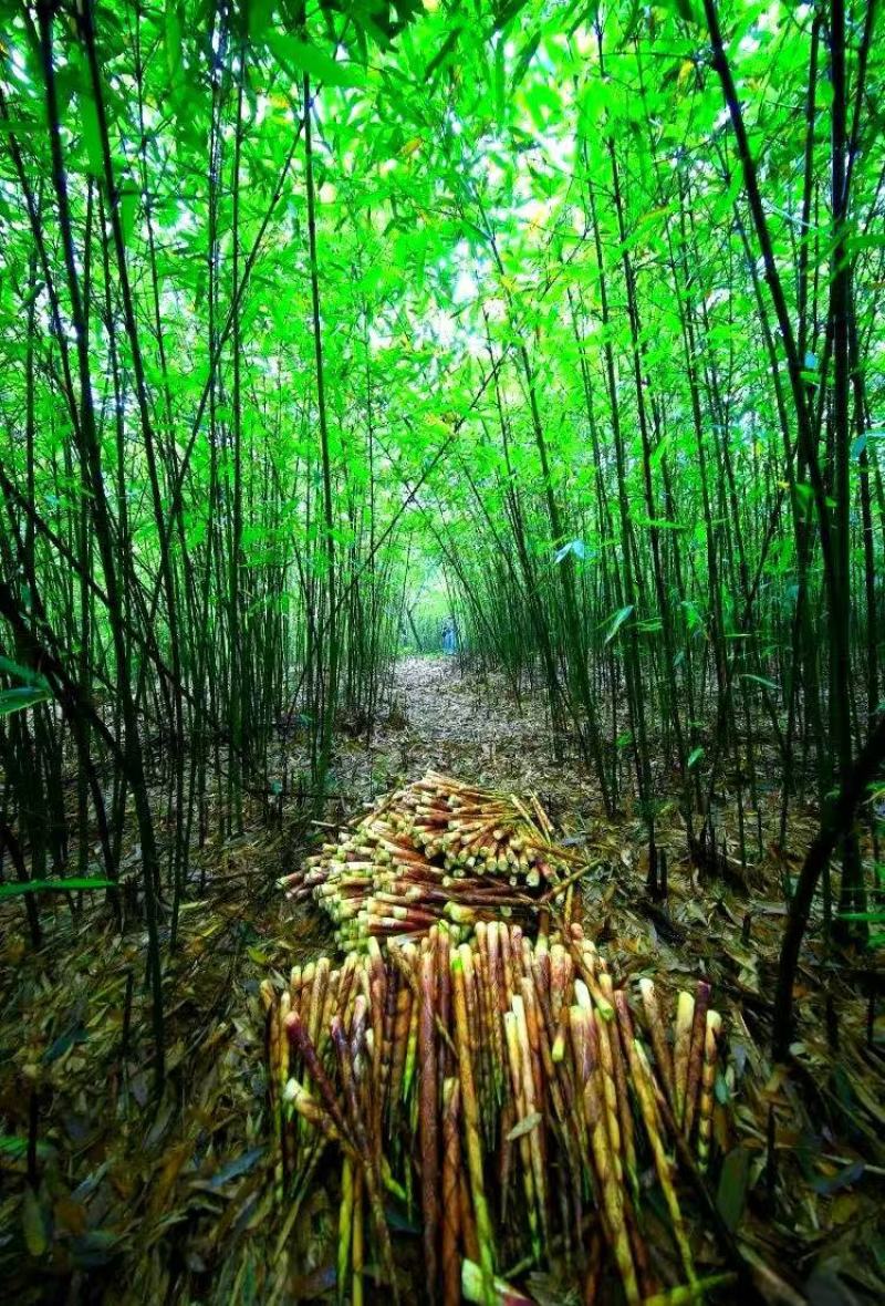 《畅销推荐》湖北方竹笋基地直发对接全国保质保量一条龙服