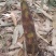 《畅销推荐》湖北方竹笋基地直发对接全国保质保量一条龙服