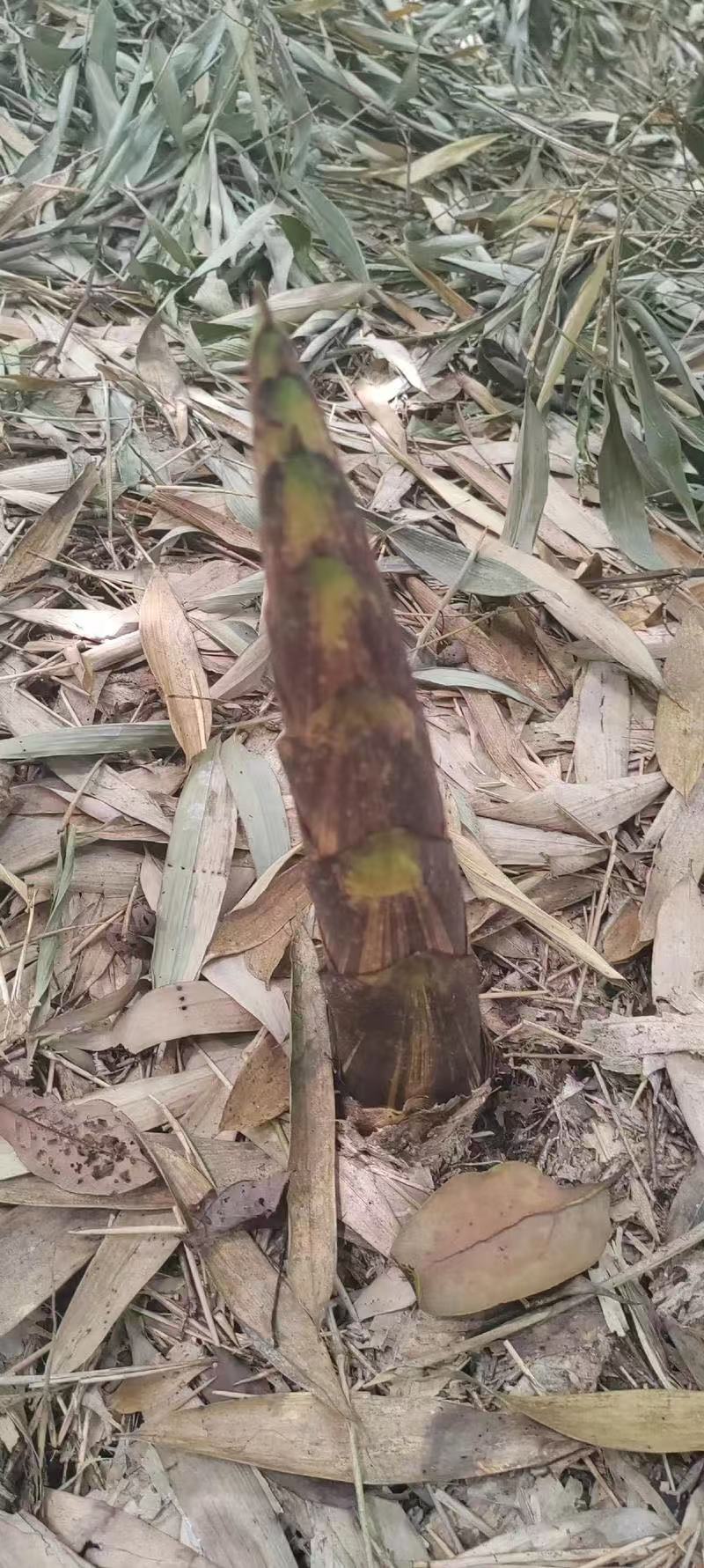 《畅销推荐》湖北方竹笋基地直发对接全国保质保量一条龙服