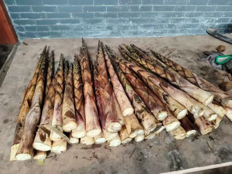 《畅销推荐》湖北方竹笋基地直发对接全国保质保量一条龙服