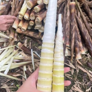 《万人合作商》牛尾笋四川基地直发对接全国量大从优一条龙