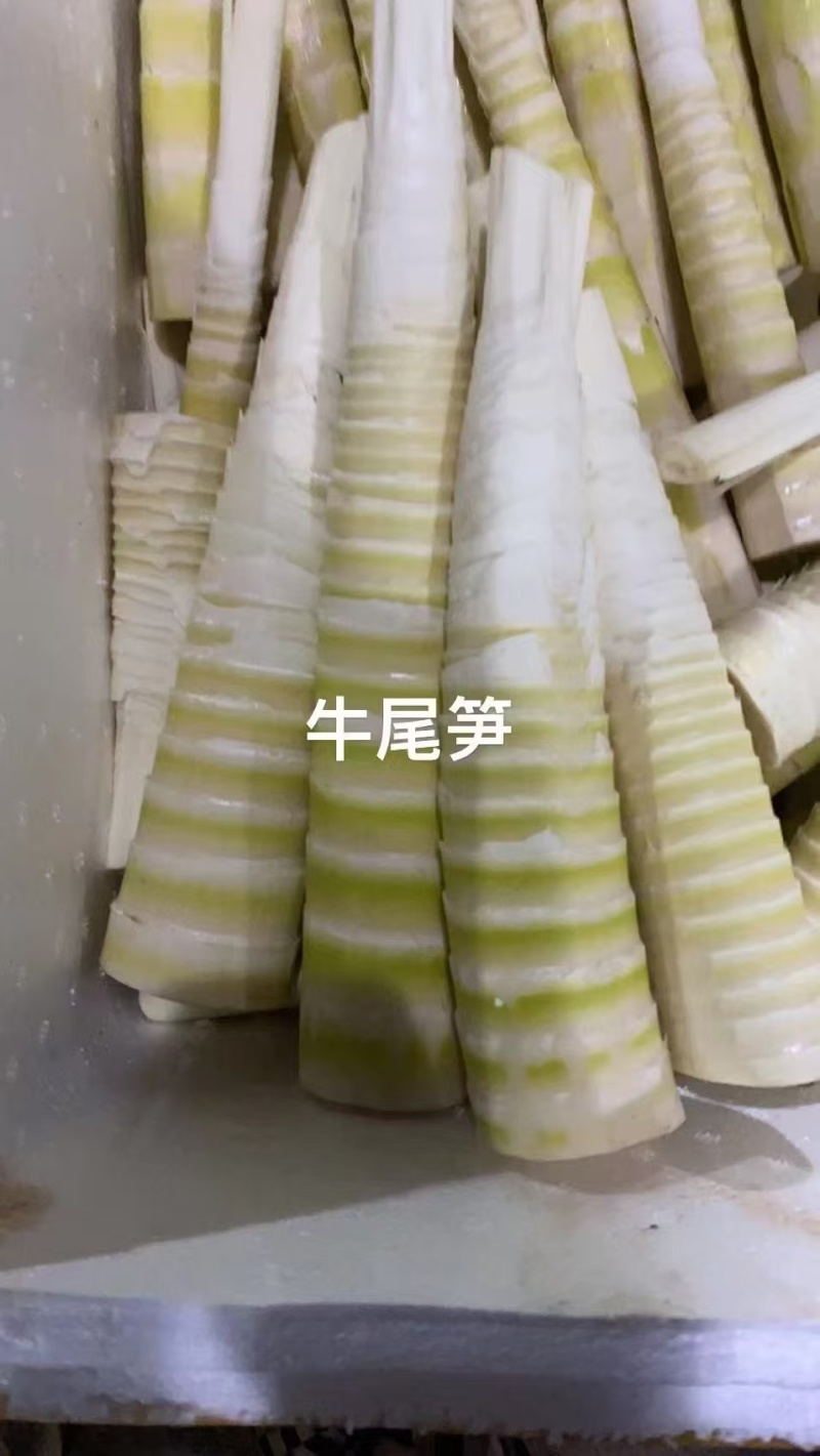 《万人合作商》牛尾笋四川基地直发对接全国量大从优一条龙