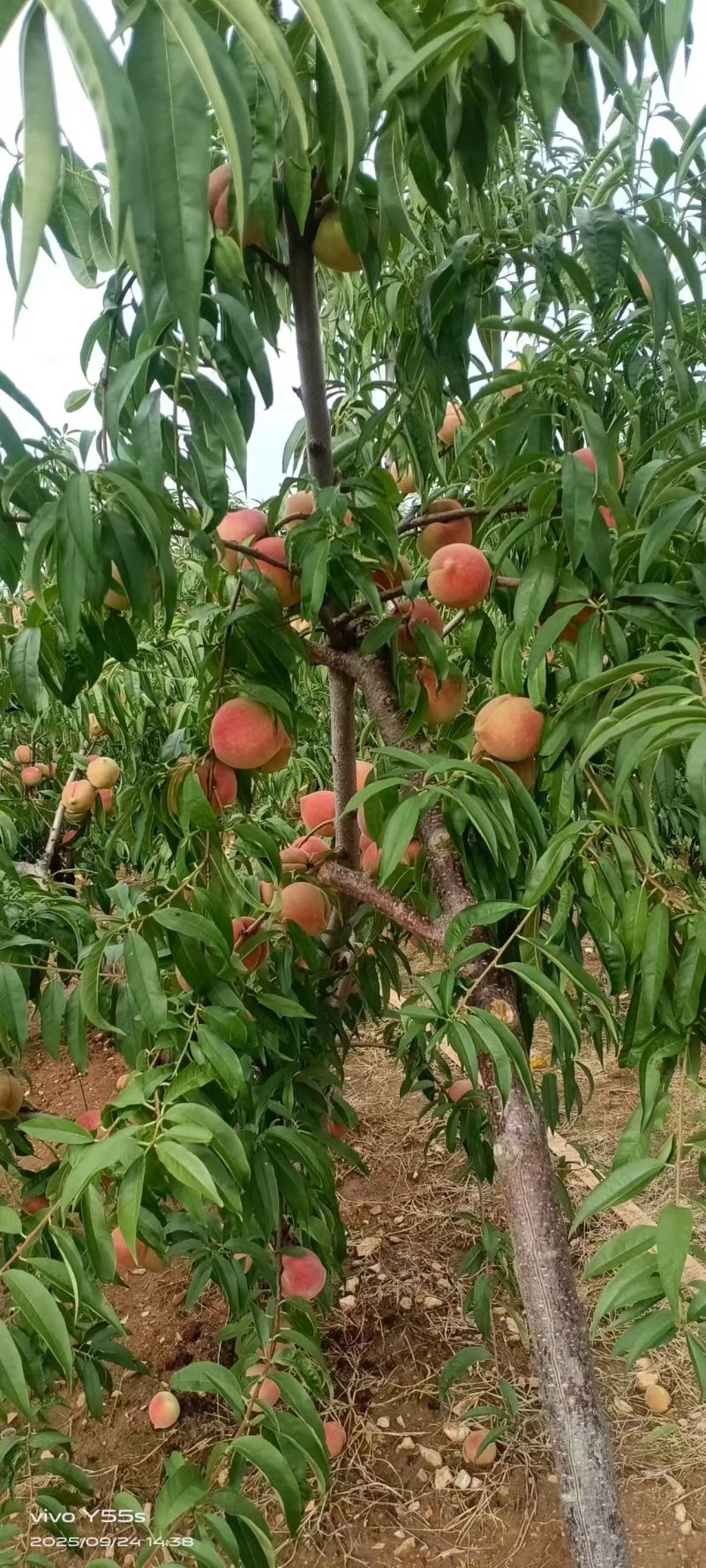 《畅销》优质冬桃大量上市中现摘现发对接商超团购一条龙