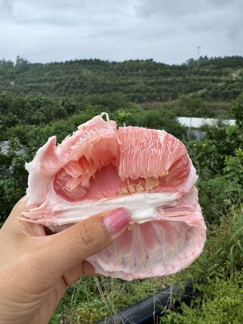 四川红心柚