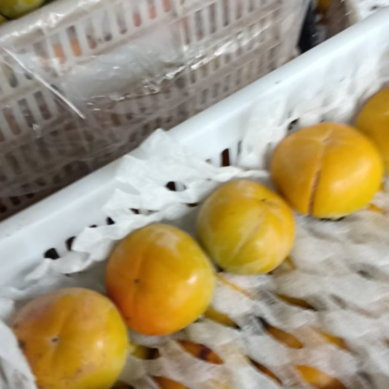 太秋甜柿以大量成熟