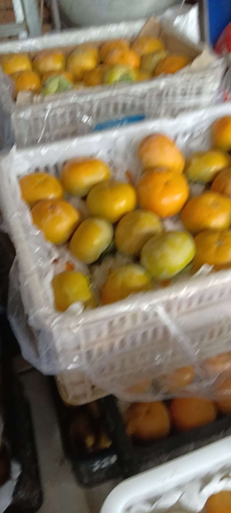 太秋甜柿以大量成熟