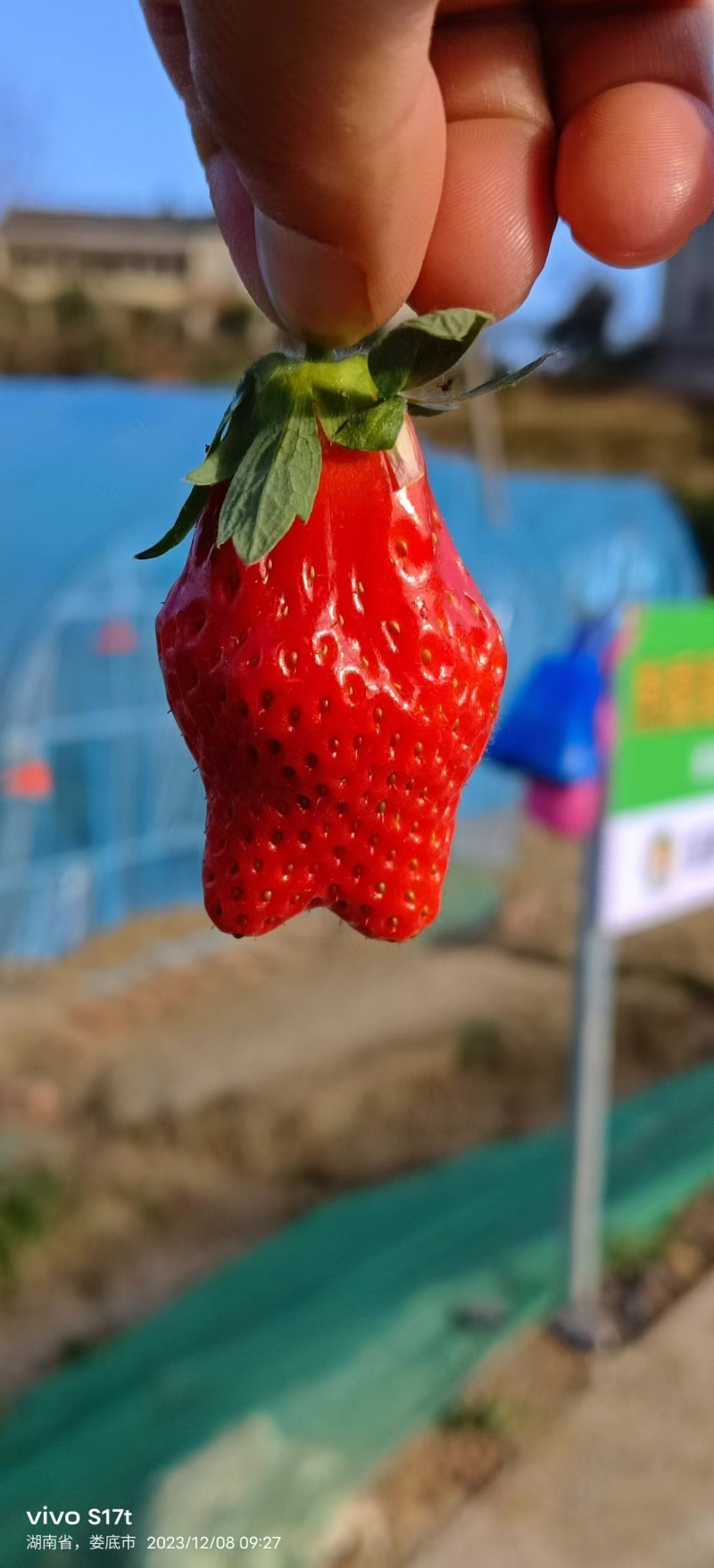 草莓