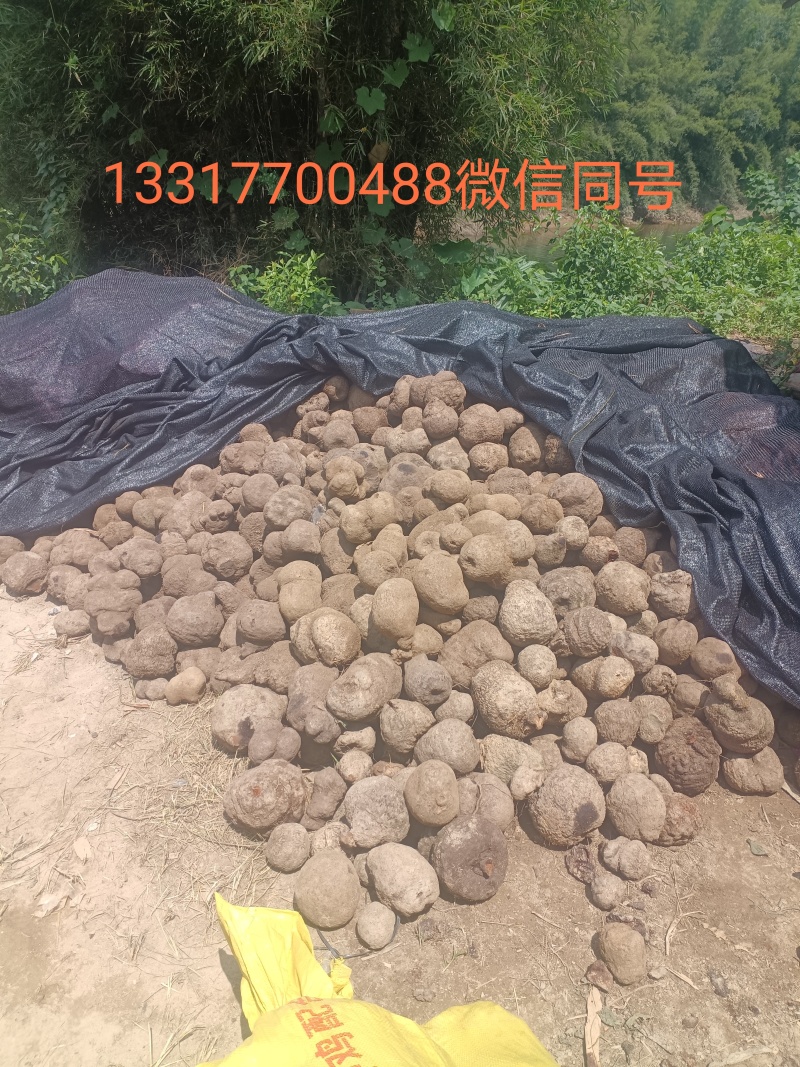大红薯莨