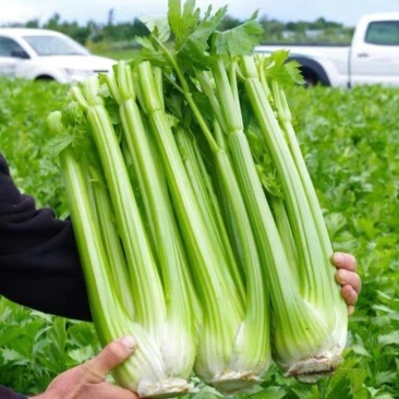 河南精品大西芹