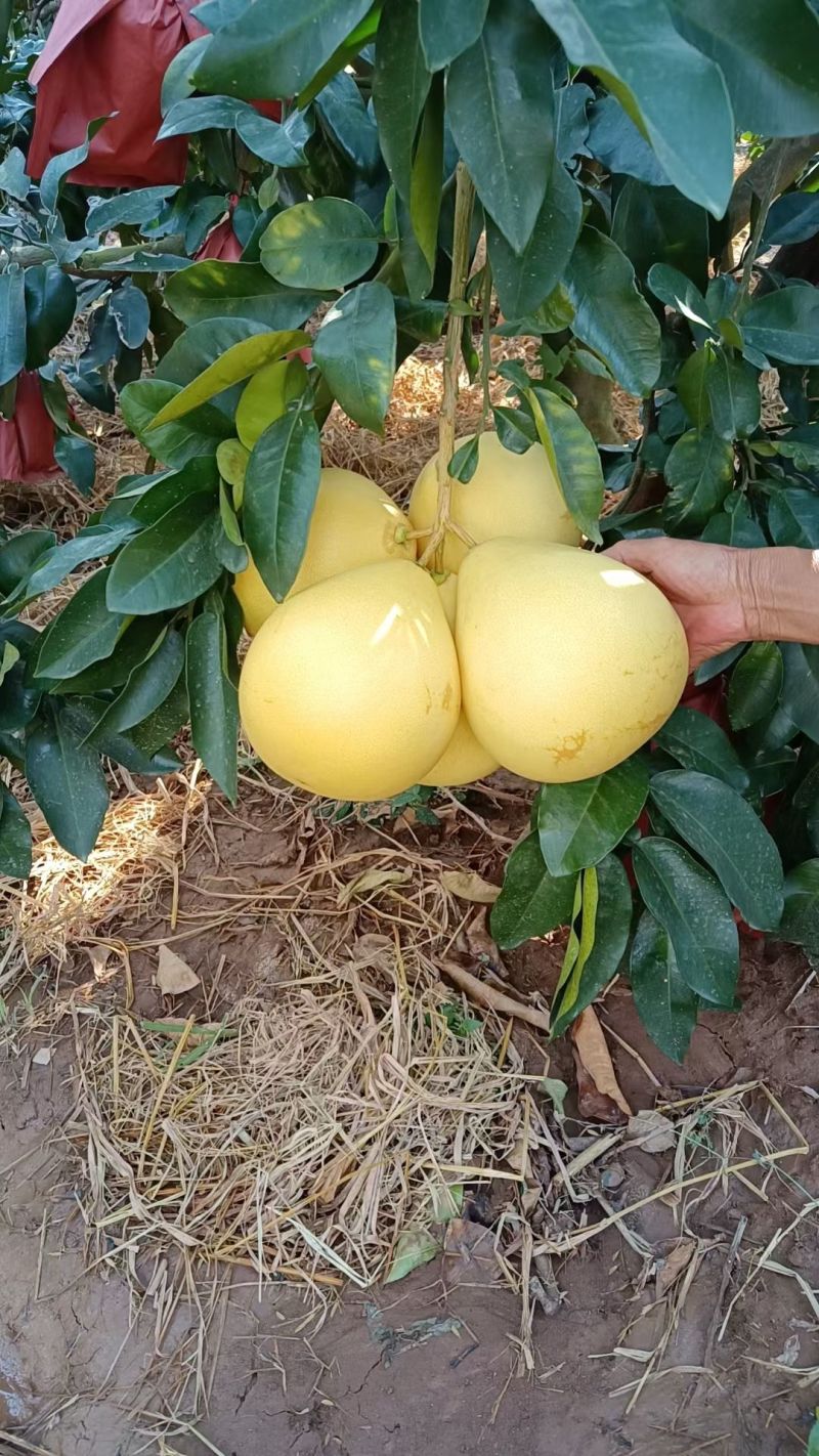 红心蜜柚产地大量销售中，对接电商平台市场，支持一件代发