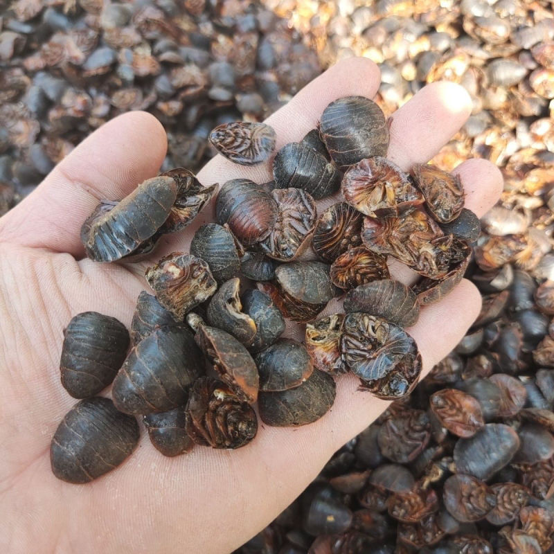 中药材土鳖虫袋装包邮当天发货