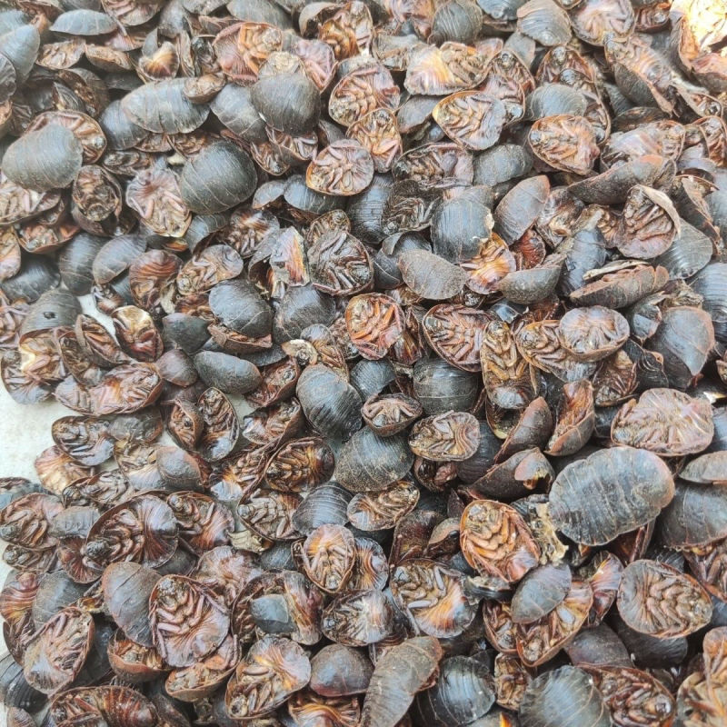 中药材土鳖虫袋装包邮当天发货