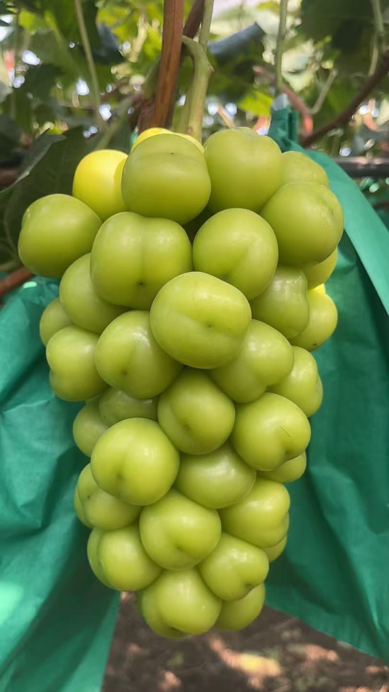 山东阳光玫瑰