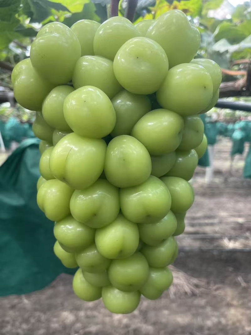 山东阳光玫瑰